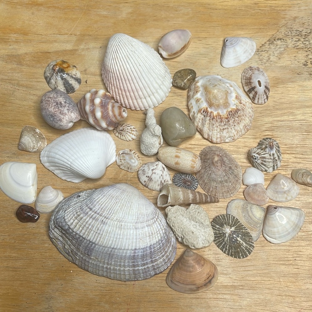 30 seashells lot